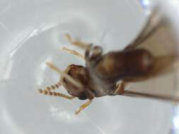 Image of Nocticolidae