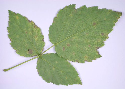 Image of <i>Coleroa chaetomium</i> (Kunze) Rabenh. 1850