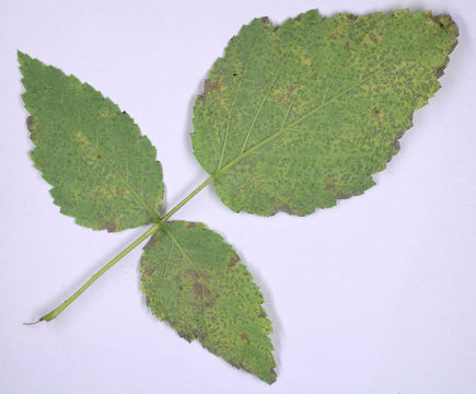 Image of <i>Coleroa chaetomium</i> (Kunze) Rabenh. 1850