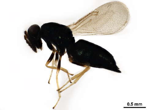 Image of Galeopsomyia