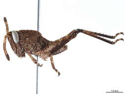 Image of lubber grasshoppers