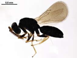 Image of Galeopsomyia