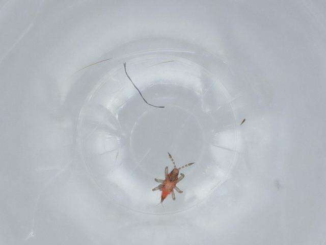 Image of Liothrips
