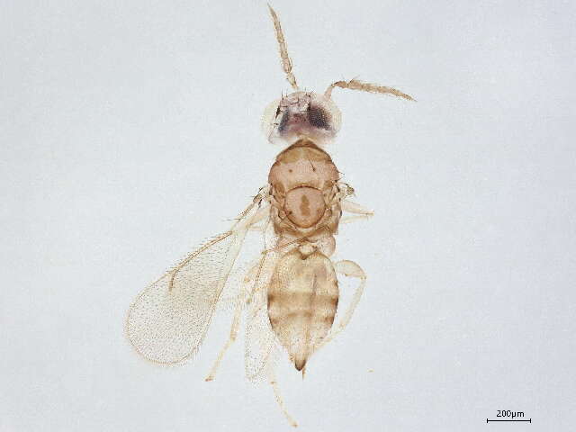 صورة Chrysonotomyia