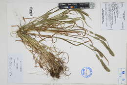 Image of hairgrass