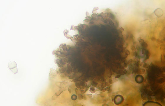Image of <i>Cymadothea trifolii</i>