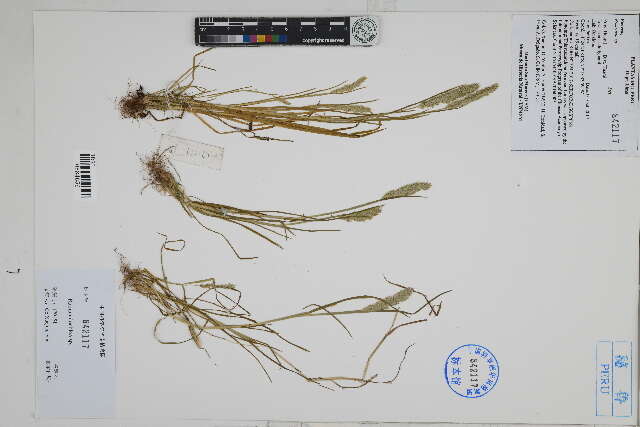 Image of hairgrass