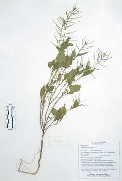 Image of hedgemustard