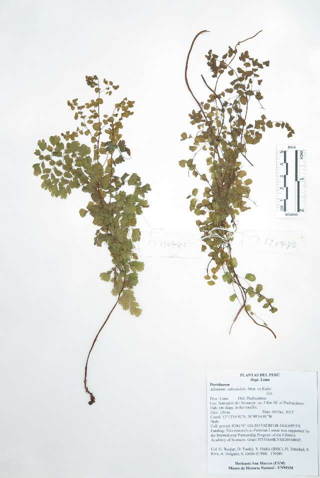 Image of maidenhairs and shoelace ferns