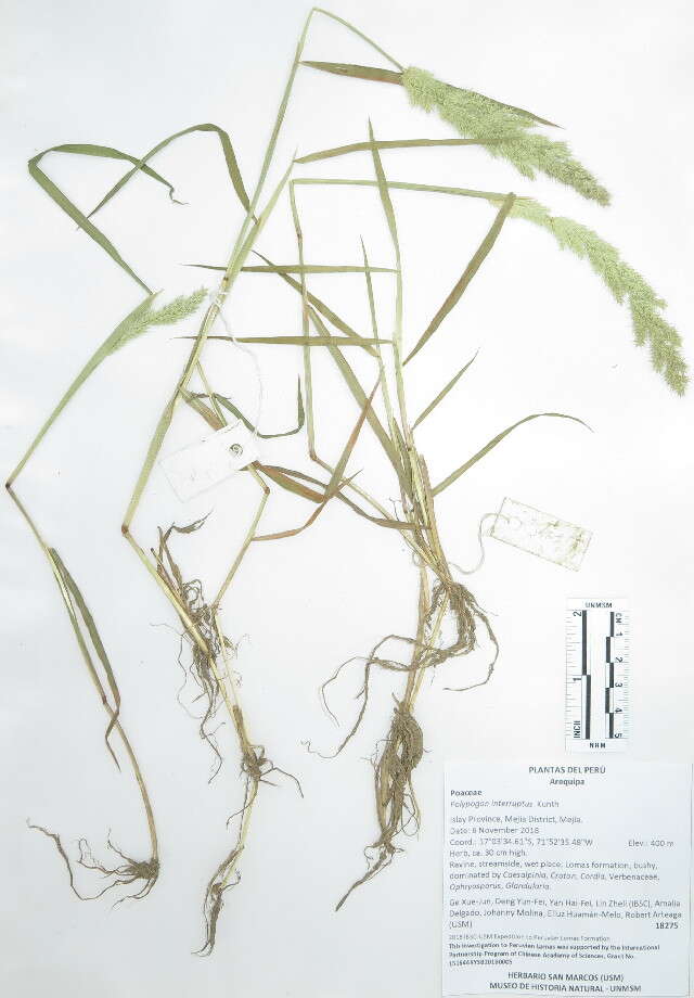 Image of Rabbitsfoot grass