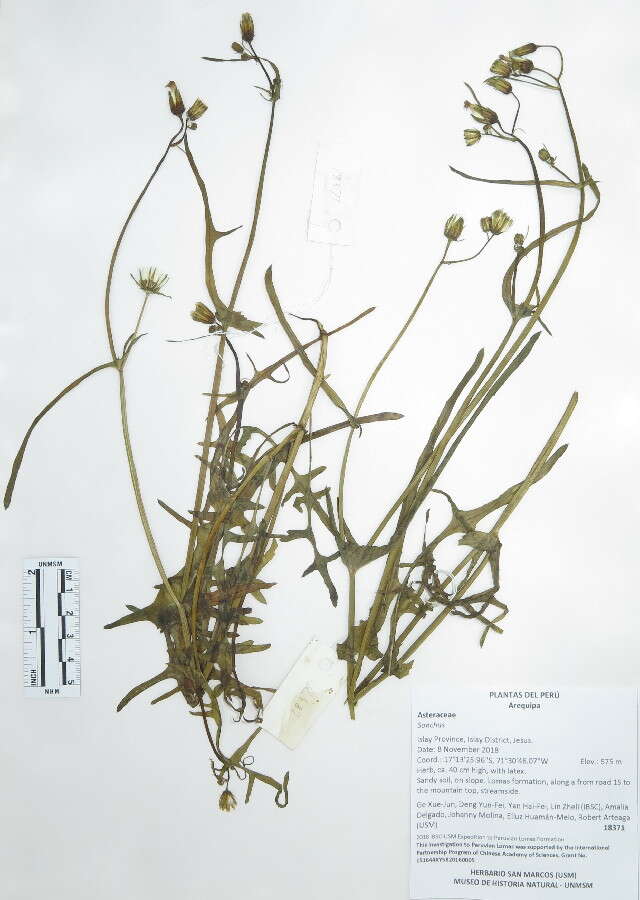 Image de Sonchus