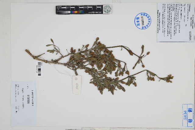 Image of lippia