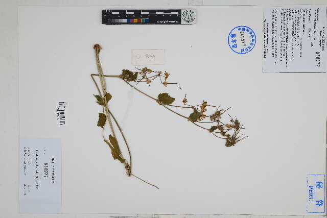 Image of stork's bill