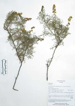 Image of ragweed