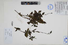 Image of leadwort