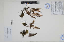Image of scaly polypody