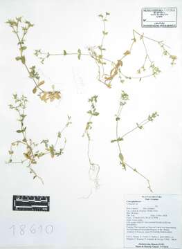 Image of mouse-ear chickweed