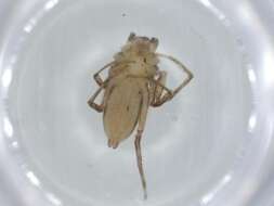 صورة Senoculidae