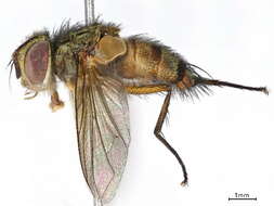 Image of Eulobomyia