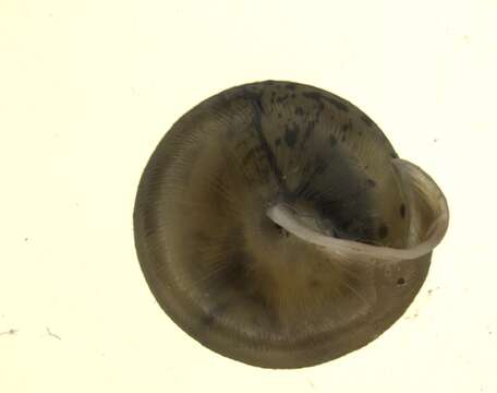 Image of Perforatella Schlüter 1838