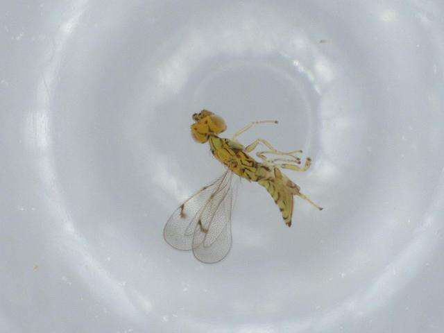 Image of Cirrospilus