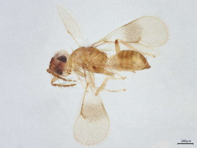 Image of Chrysonotomyia