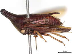 Image of Aconophora