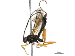 Image of Cylloceriinae