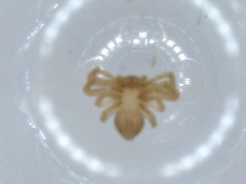 Image of Flower Crab Spiders