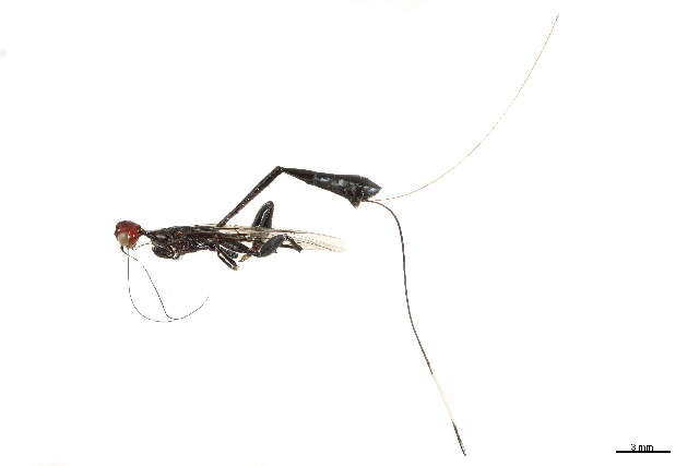 Image of stephanid wasps