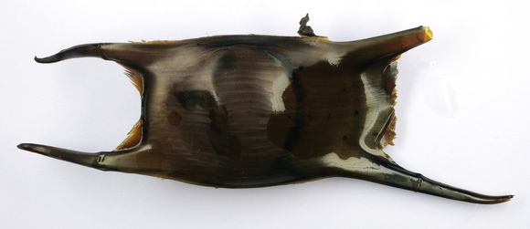 Image of Homelyn ray