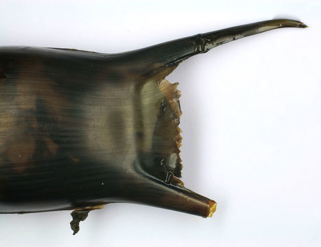 Image of Homelyn ray