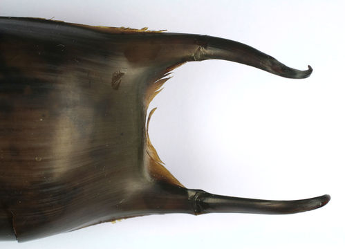 Image of Homelyn ray