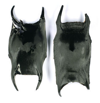 Image of Thornback skate