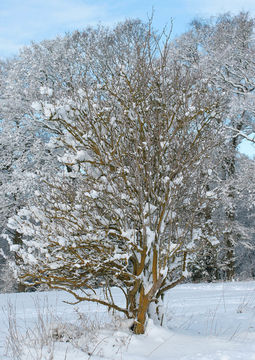 Image of black elderberry