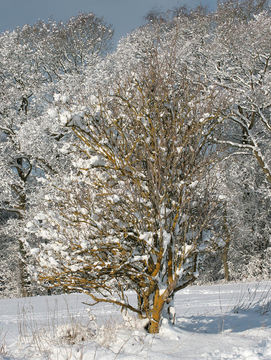 Image of black elderberry