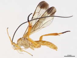 Image of Stantonia