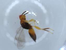 Image of Diglyphomorpha