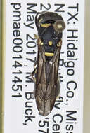 Image of Parancistrocerus