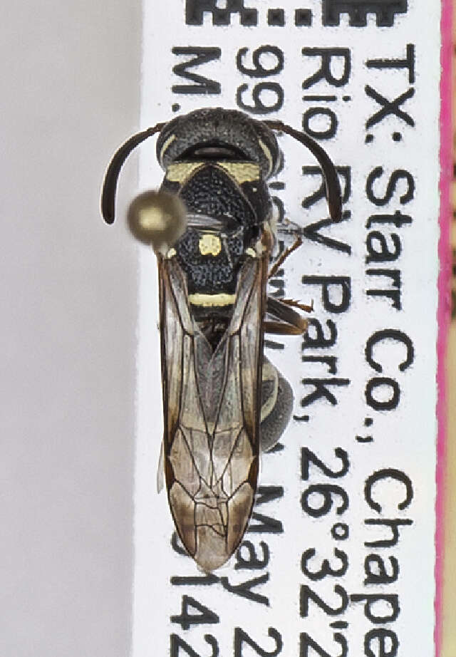 Image of Parancistrocerus