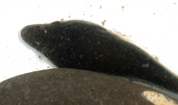 Image of Cornish Sucker