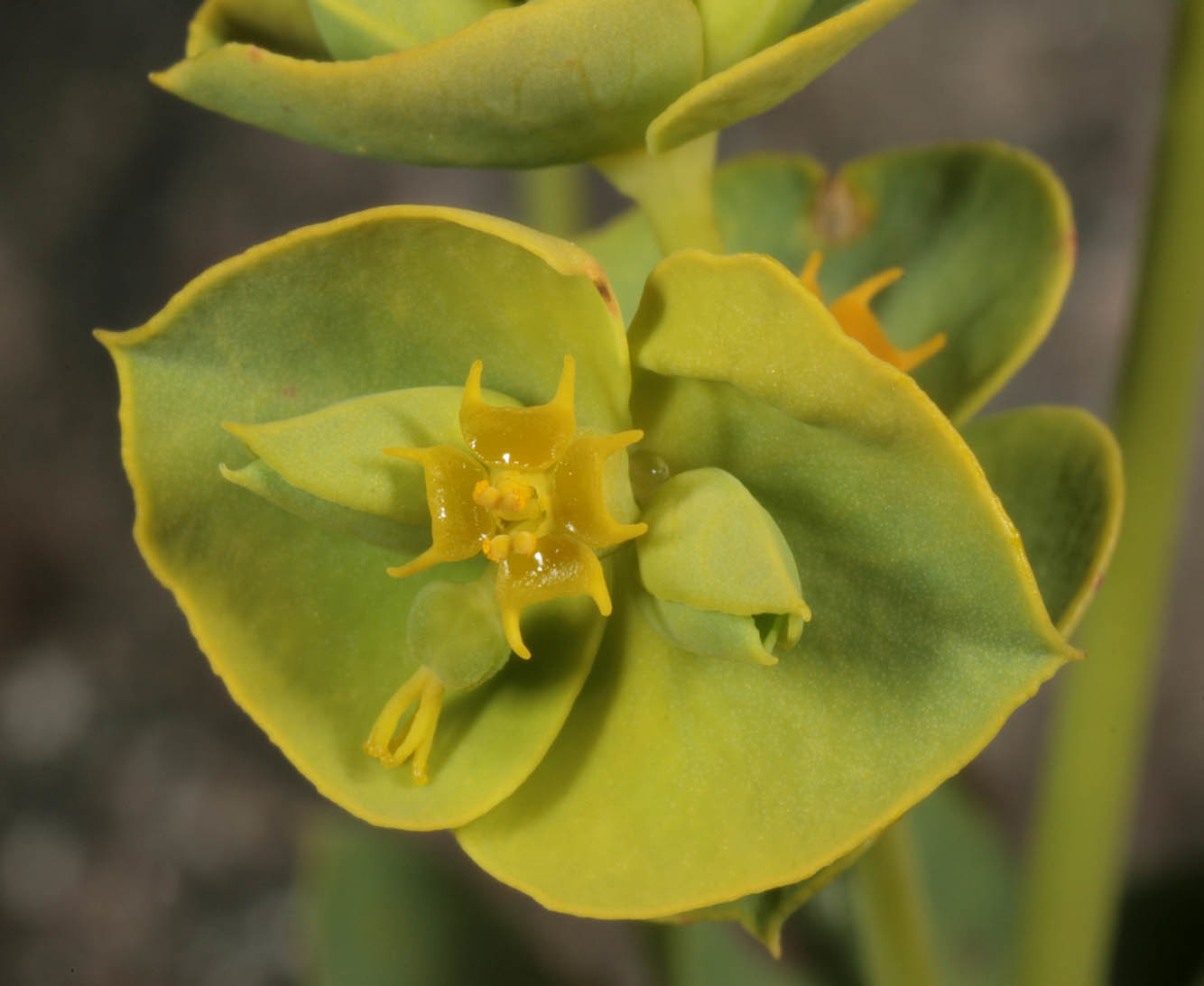 Euphorbia portlandica (rights holder: )
