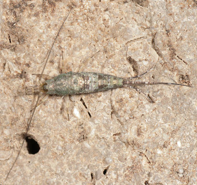 Image of <i>Petrobius maritimus</i> (Leach 1909)