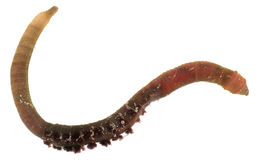 Image of Lugworm
