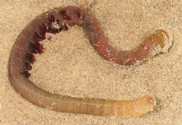 Image of Lugworm