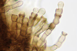 Image of <i>Pleospora herbarum</i>