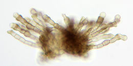Image of <i>Pleospora herbarum</i>
