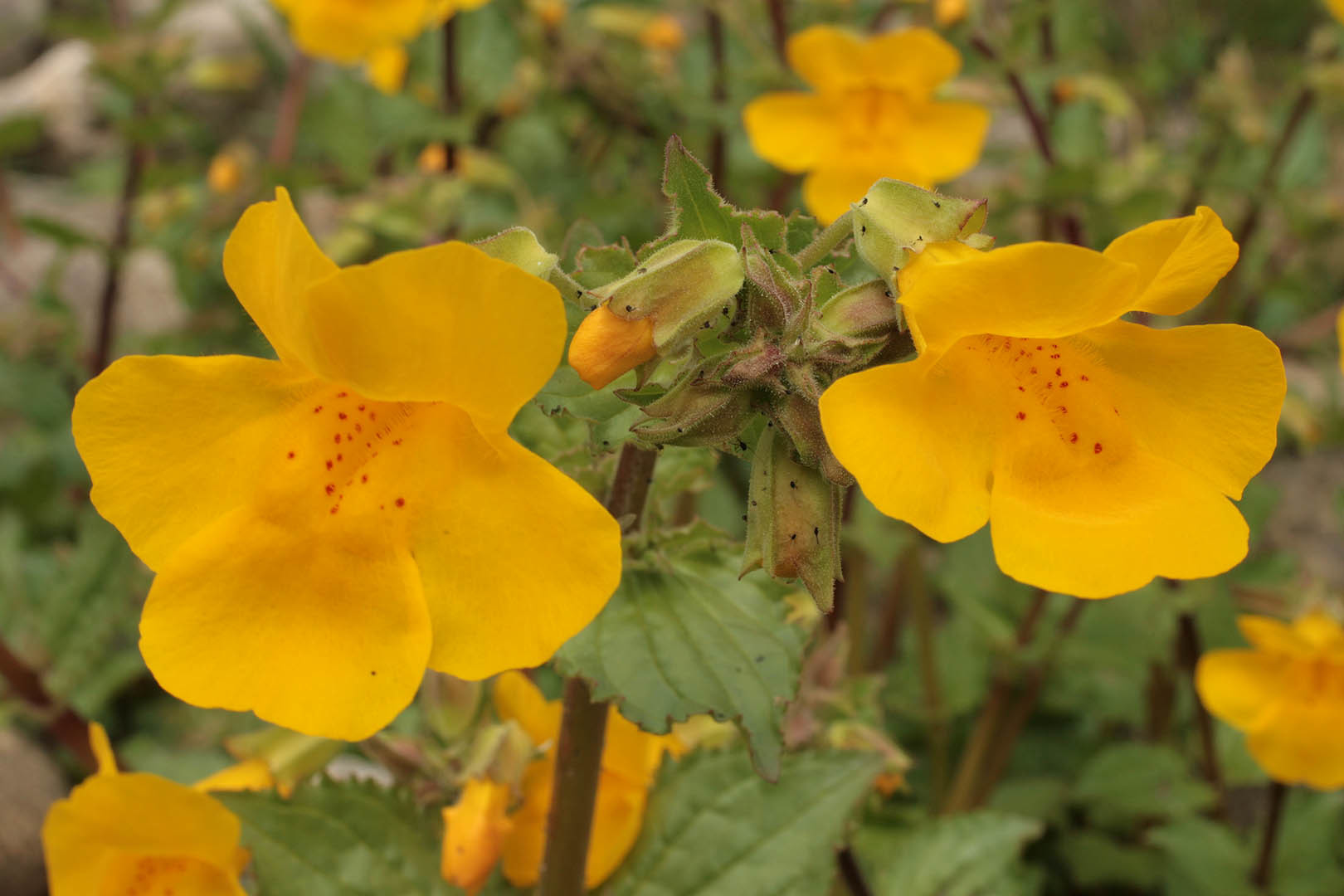 Mimulus guttatus (rights holder: )