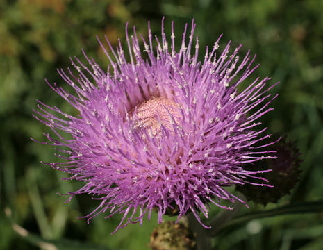 Image of melancholy thistle