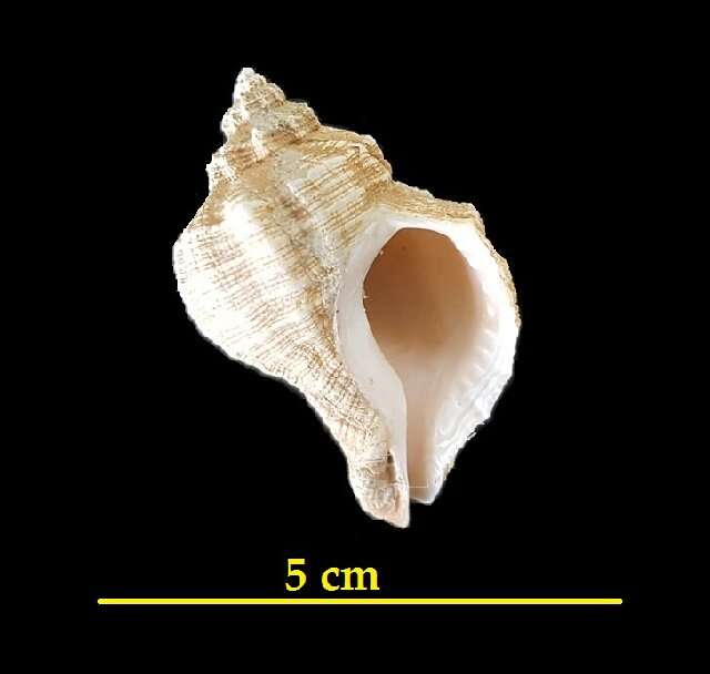 Image of Ocenebrinae Cossmann 1903